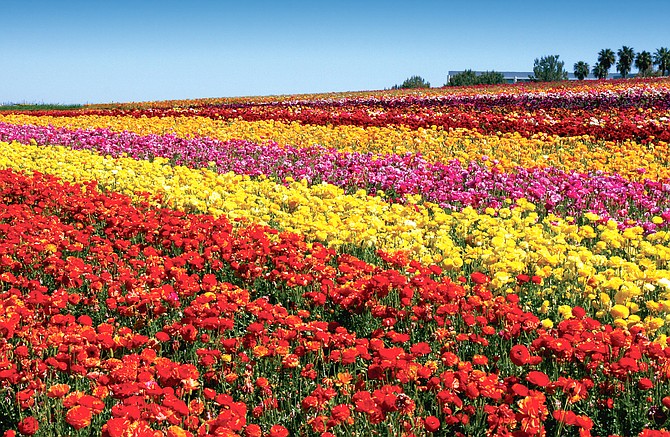 TheFlowerFields by MarcieGonzalez 14 t670