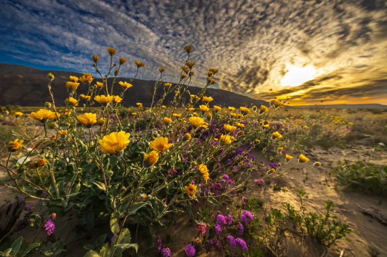 2024 04 02 Anza Borrego State Park