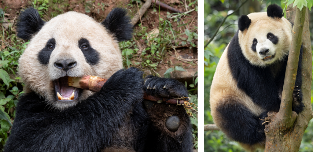 2024 06 29 panda 0