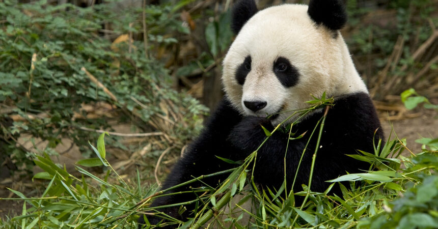 2024 06 29 panda 1