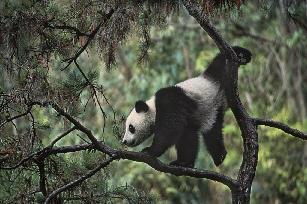 2024 06 29 panda 2