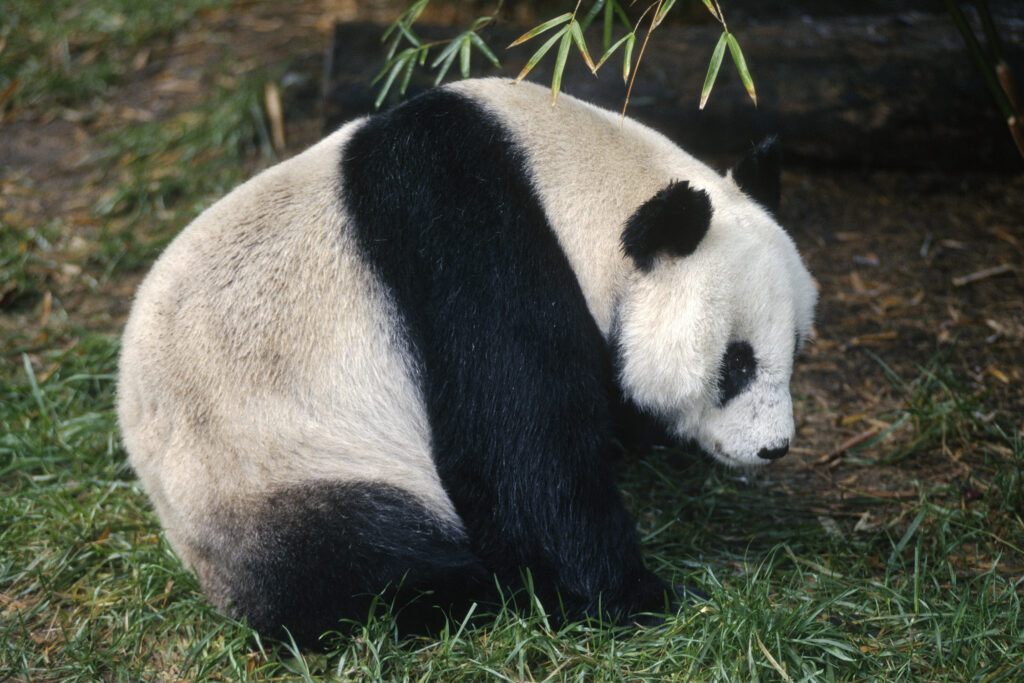 2024 06 29 panda 5