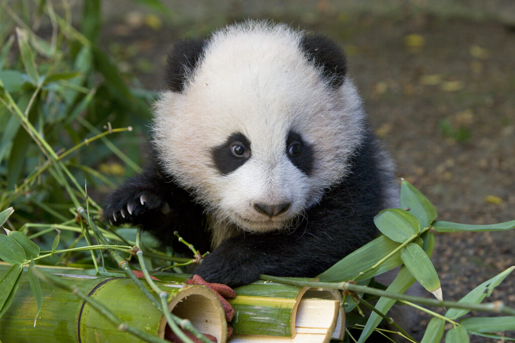 2024 06 29 panda 6