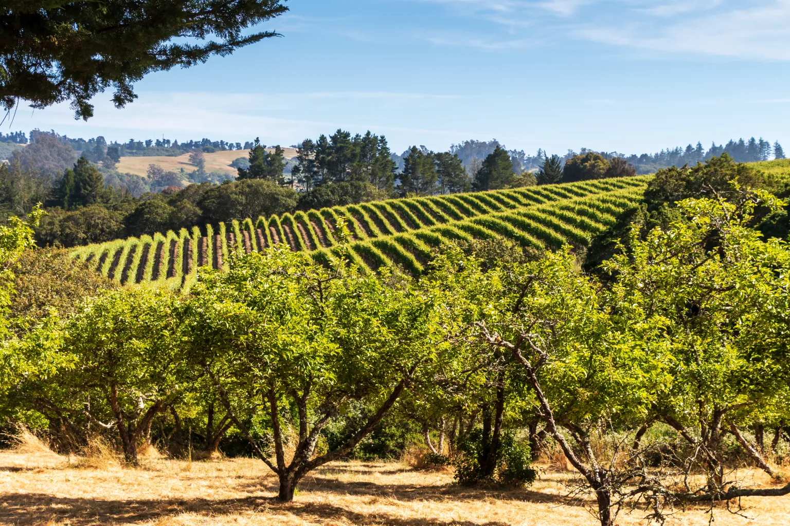 2024 10 27 13 Sebastopol