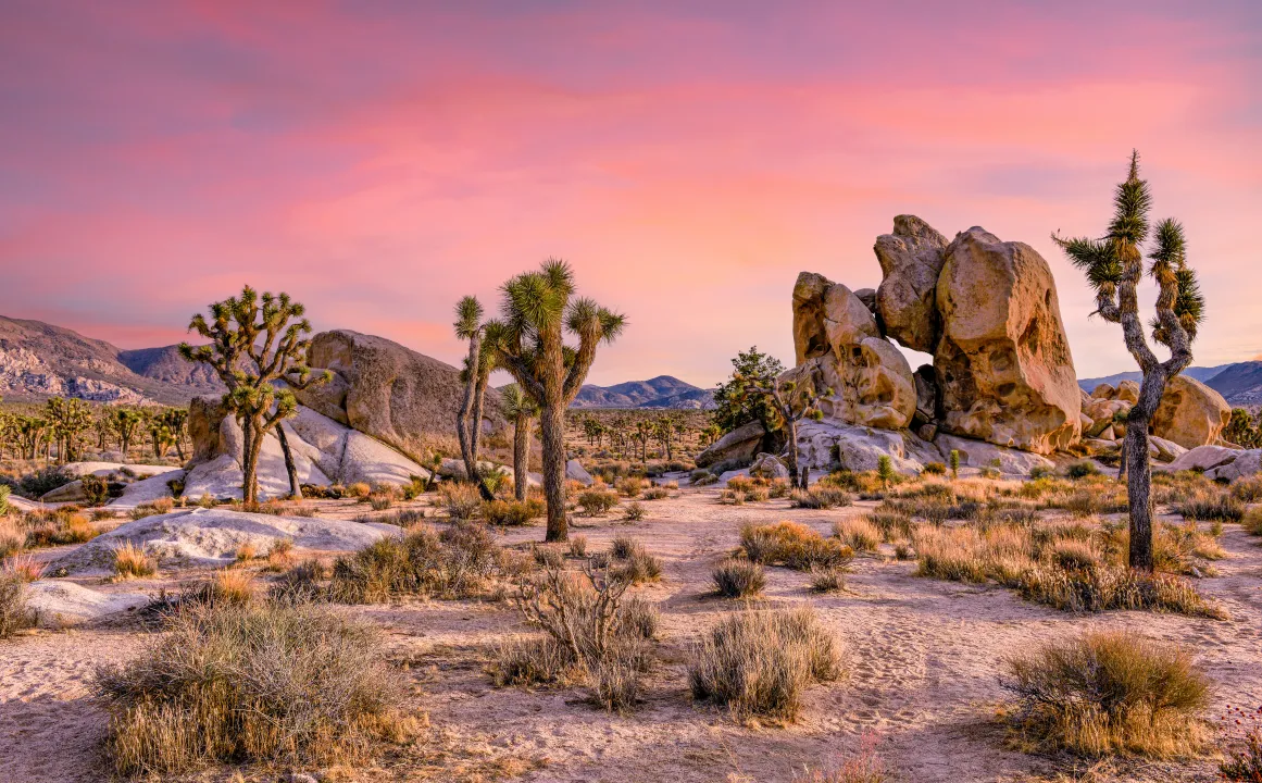 2024 10 27 19 Joshua Tree